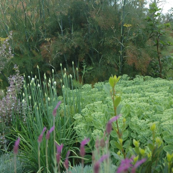Jardin médicinal à Ellezelles